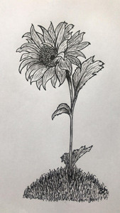 Brenda, sunflower.jpg